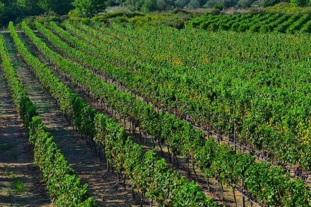Rows of the family vineyard