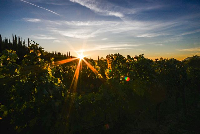 Sun setting over the vineyard